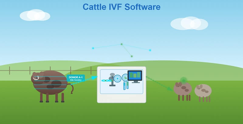Cattle IVF Software